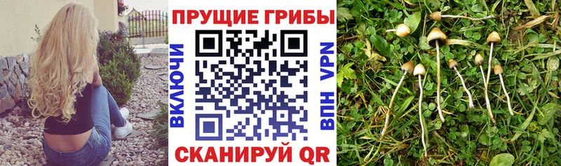 магазин  наркотиков  Абдулино  Псилоцибиновые грибы MAGIC MUSHROOMS 